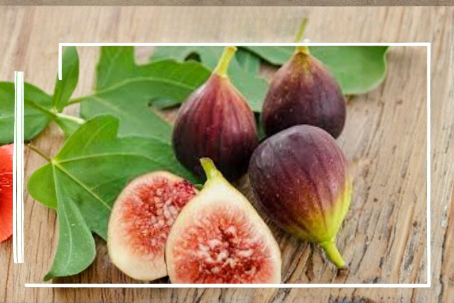 Violette de Bordeaux Fig Seeds Dwarf Fig Variety 60 Seeds Container Friendly Fruit Tree Garden Planting