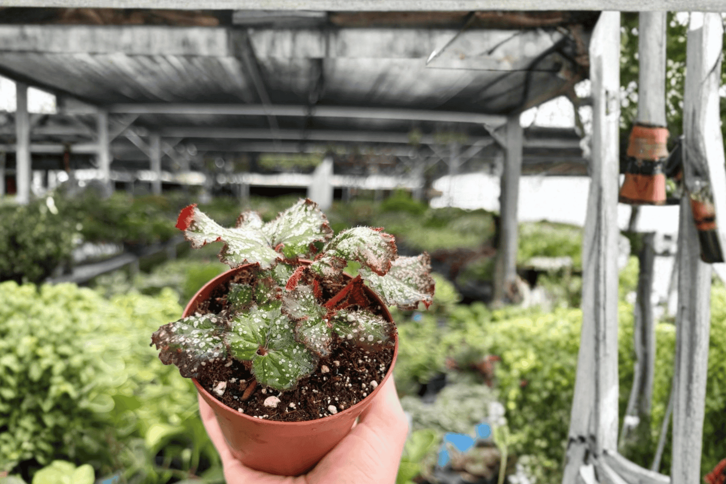 Begonia Harmony’s Cherry Bomb 2 Exact Live Plants – 4-Inch Pots – Begonia 'Harmony’s Cherry Bomb'