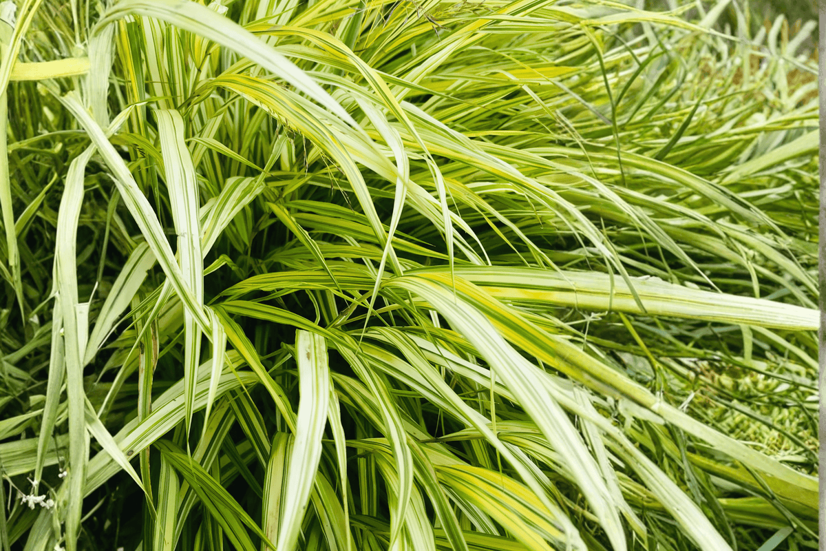 Golden Variegated Japanese Forest Grass 1 Live Plant – Hakonechloa macra ‘Aureola’ – Quart Pot