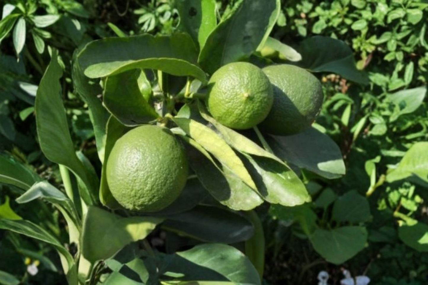 Persian Lime Tree Live Plant 3 Gallon Citrus Tree Fruit Bearing Lime Plant Container Garden No Ship CA FL TX LA HI
