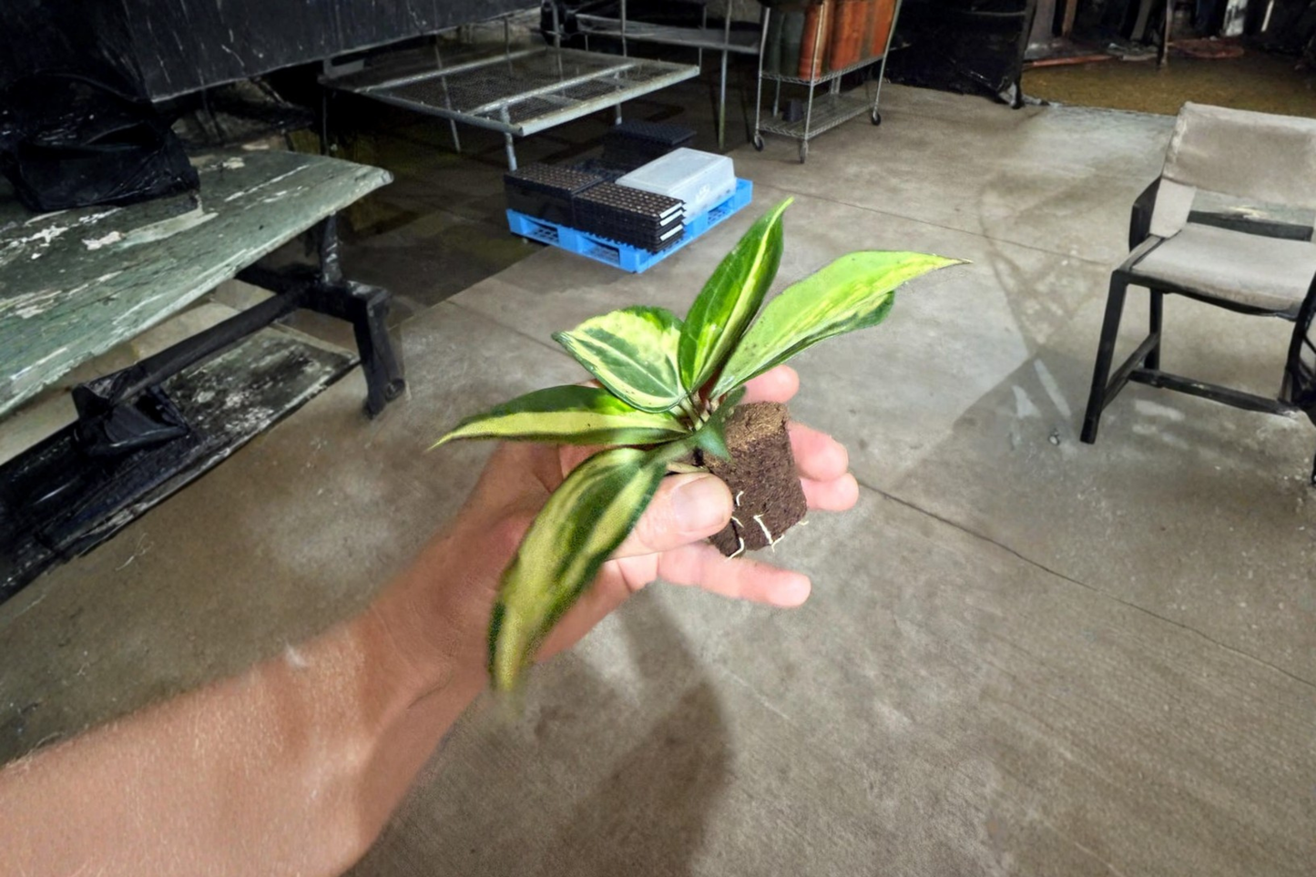 2 Hoya macrophylla 'Pot of Gold' Live Starter Plant – Bare Root (2" Pot Size)