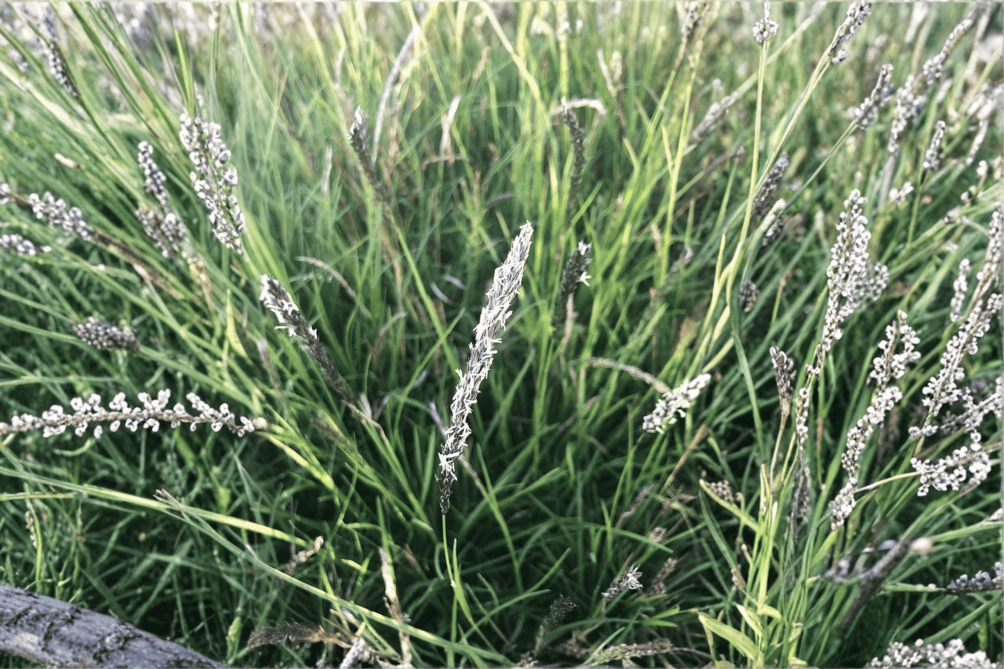 Autumn Moor Grass 1 Live Plant – 4-Inch Pot – Sesleria autumnalis