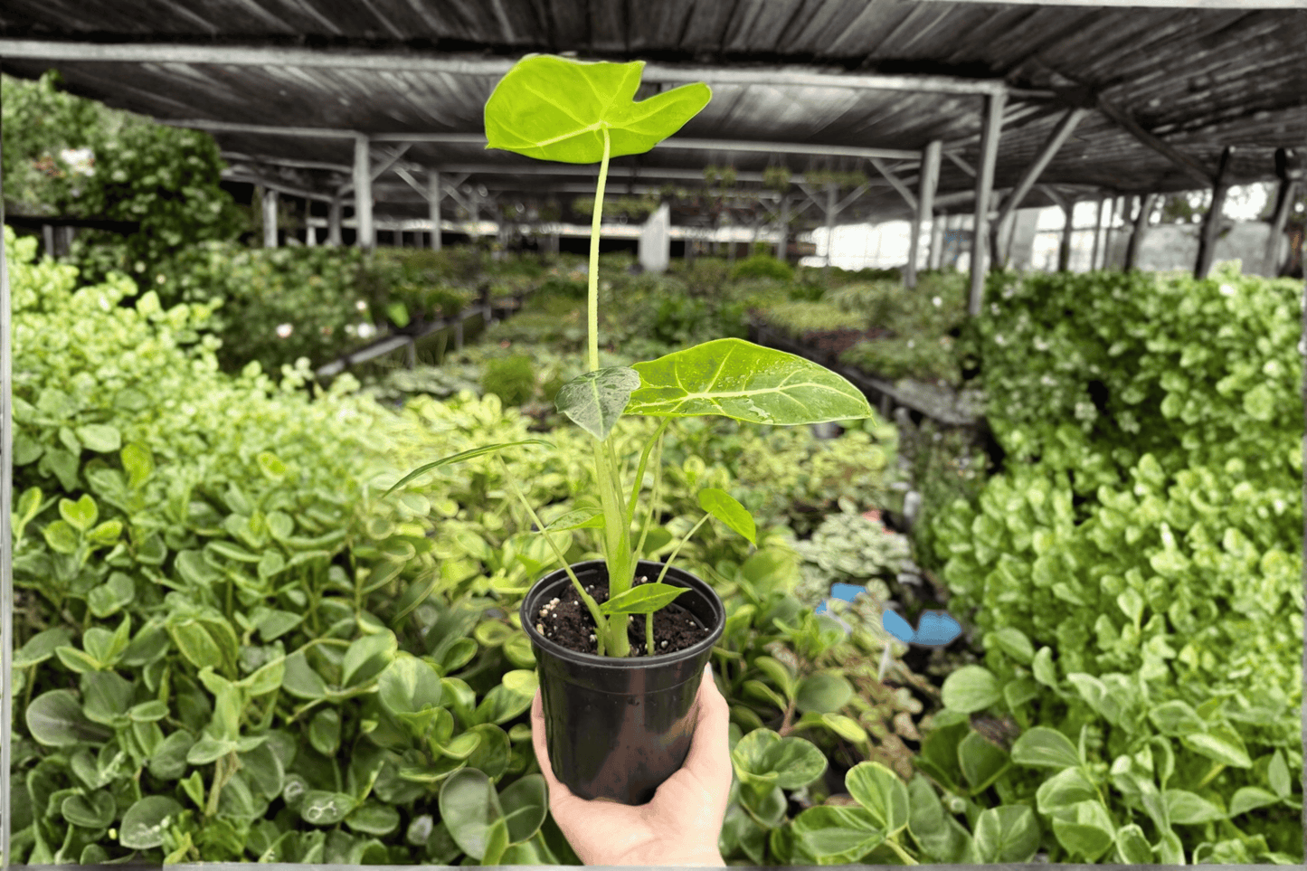 Alocasia Frydek 2 Exact Live Plants – 4-Inch Pots – Alocasia micholitziana ‘Frydek’