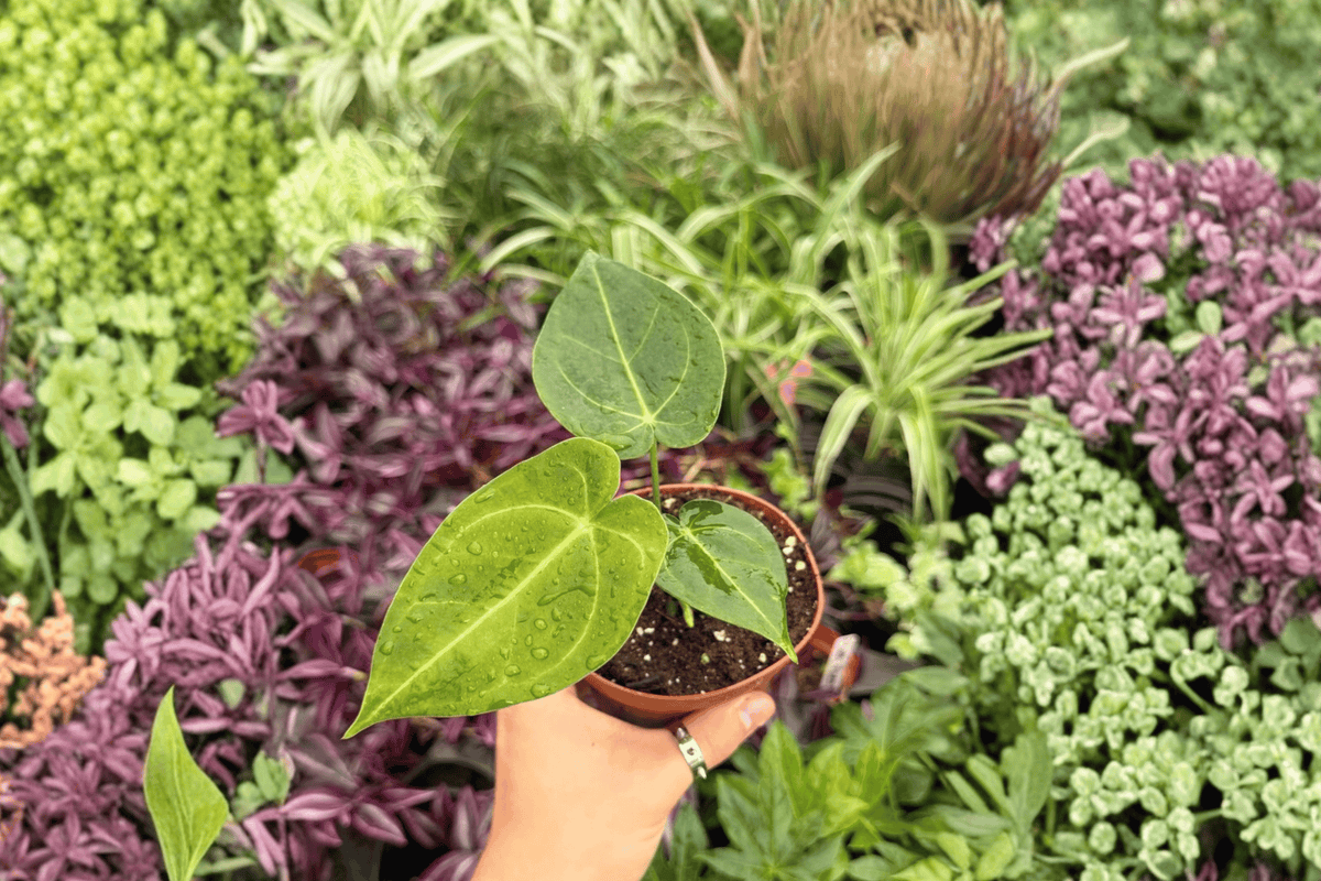 2 Exact Plant Anthurium Xone x Subsignatum – Specific 4” Pot