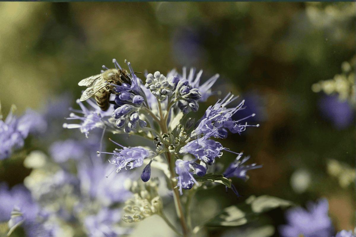 Sunshine Blue II Caryopteris 1 Live Plant – Caryopteris ‘Sunshine Blue II’ – 12″ – G2