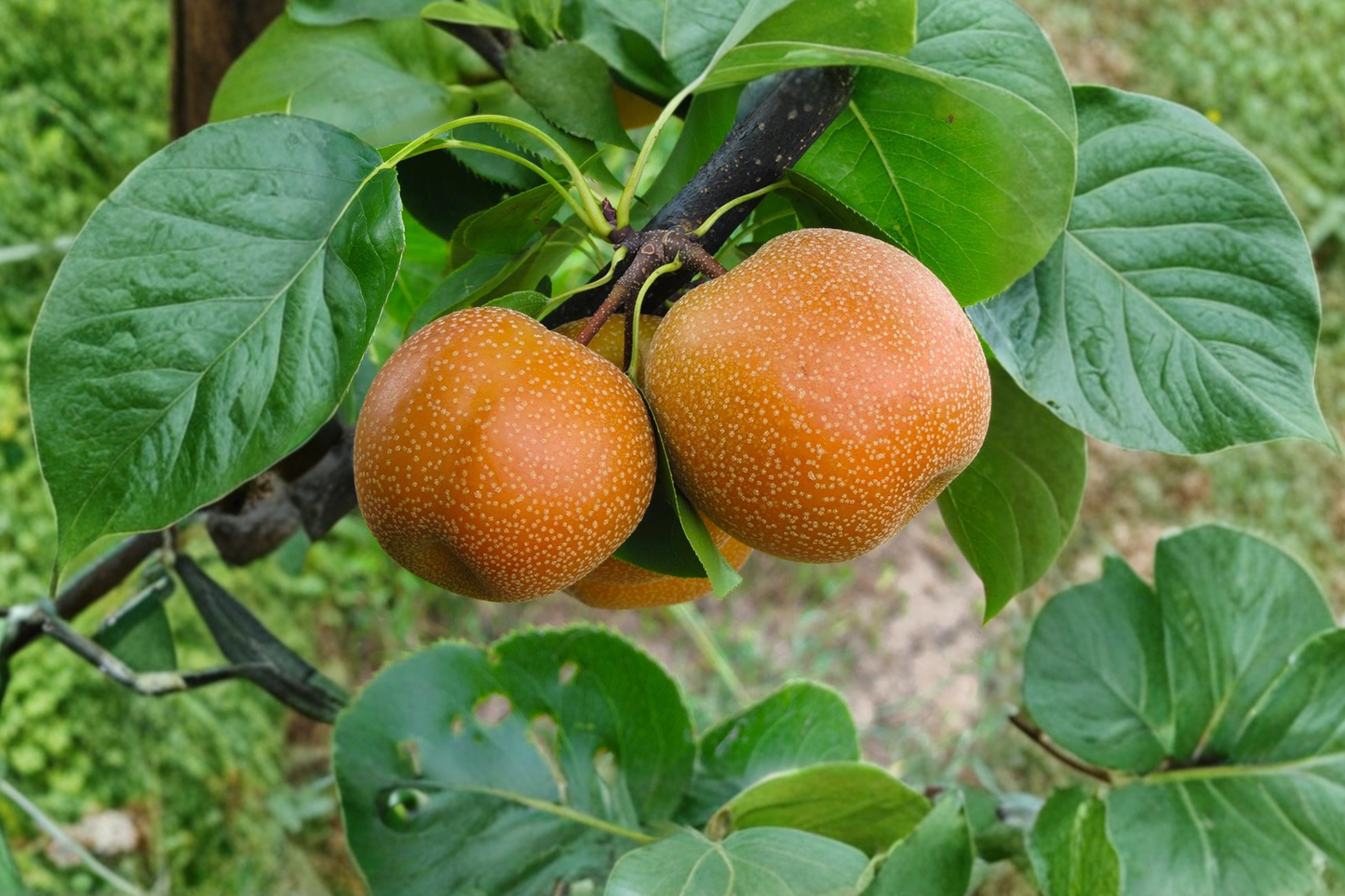 Asian Pear Tree 4-6 Ft Live Plant – Sweet Crisp Pear Fruit Tree for Home Garden Backyard Orchard Outdoor No Ship CA