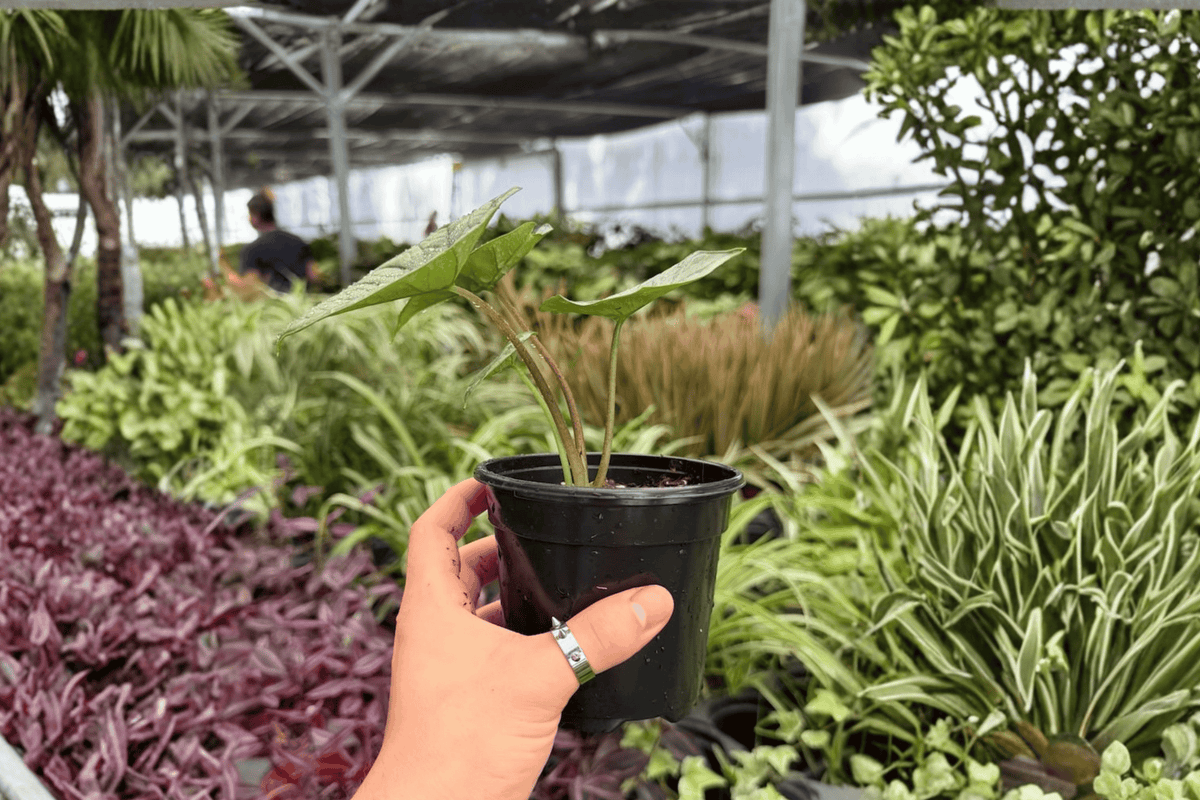 Alocasia Platinum ‘Bisma’ 2 Exact Live Plants – 4-Inch Pots – Alocasia ‘Bisma’