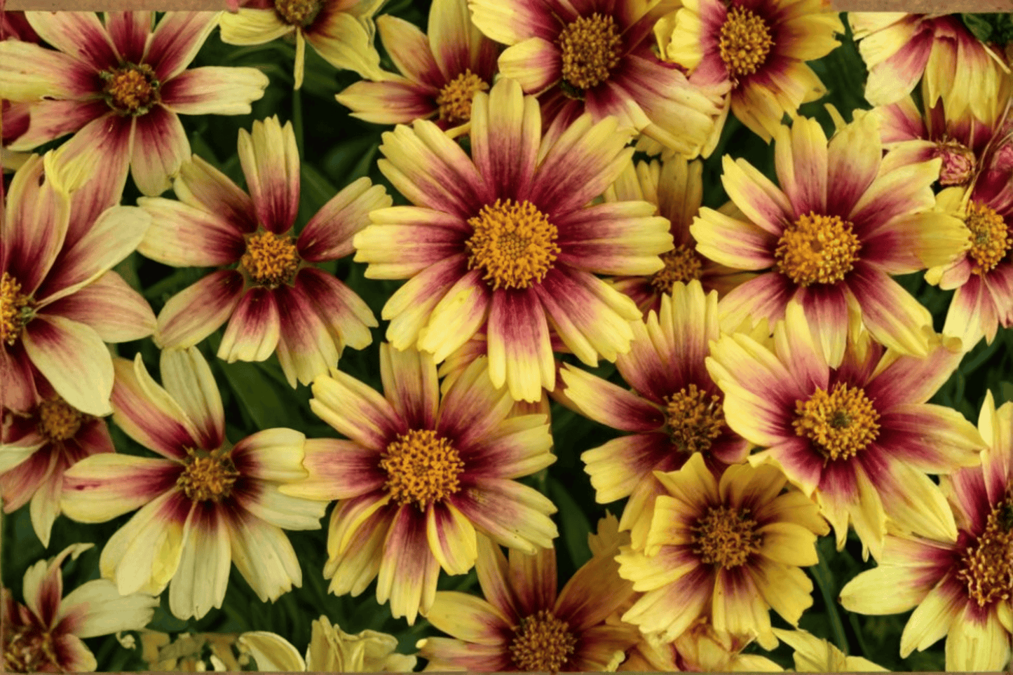 Solanna Sunset Burst Tickseed 1 Live Plant – 4-Inch Pot – Coreopsis grandiflora ‘Sunset Burst’