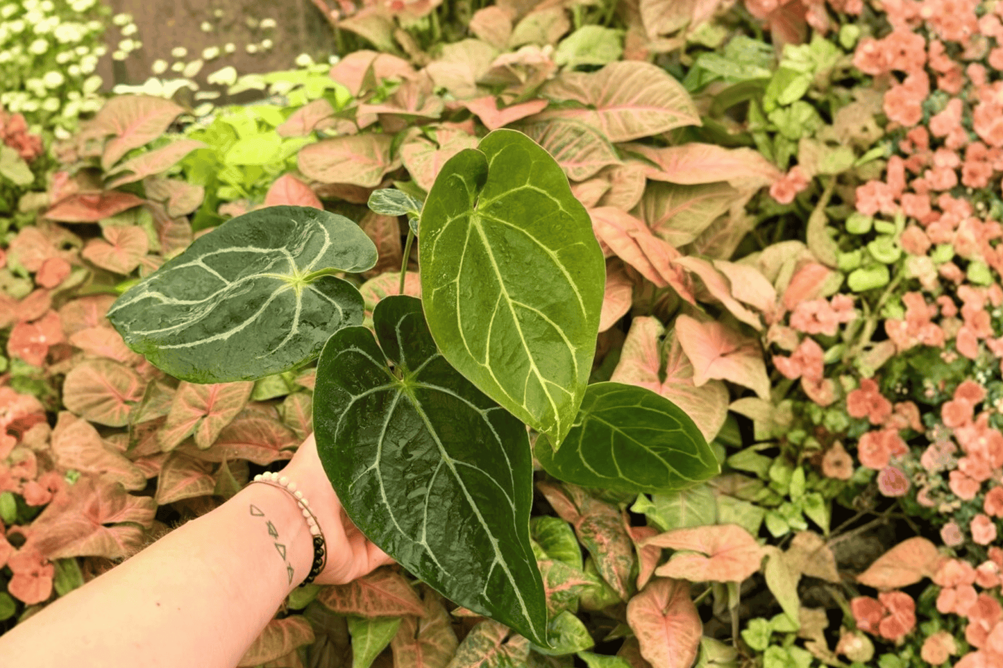 Anthurium Hoffmanii x Crystallinum 2 Exact Live Plants – 4-Inch Pots – Anthurium Hybrid