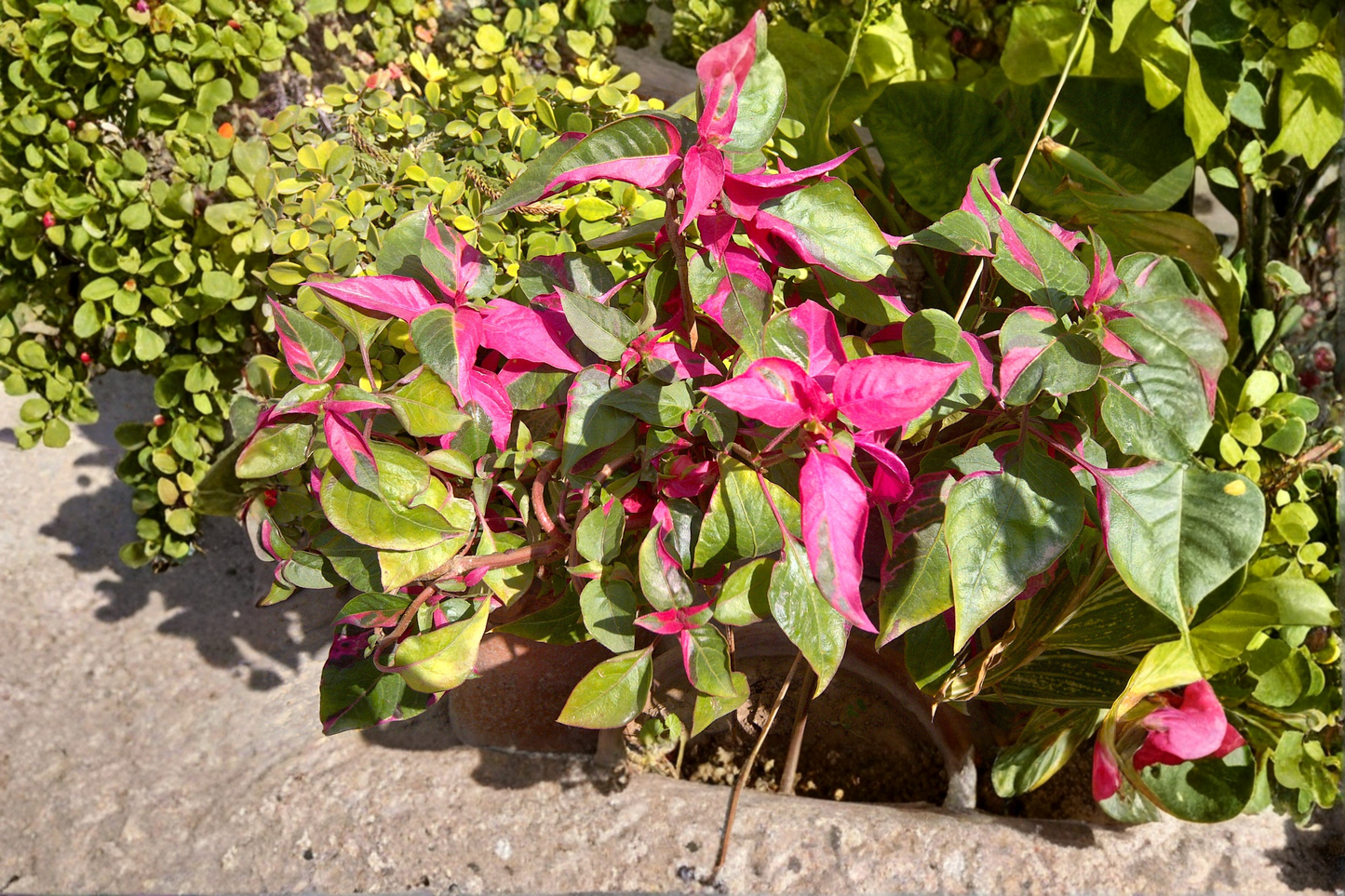2 Alternanthera 'Party Time' Live Plants 4–6 Inches Tall – Bare Root Ornamental Foliage