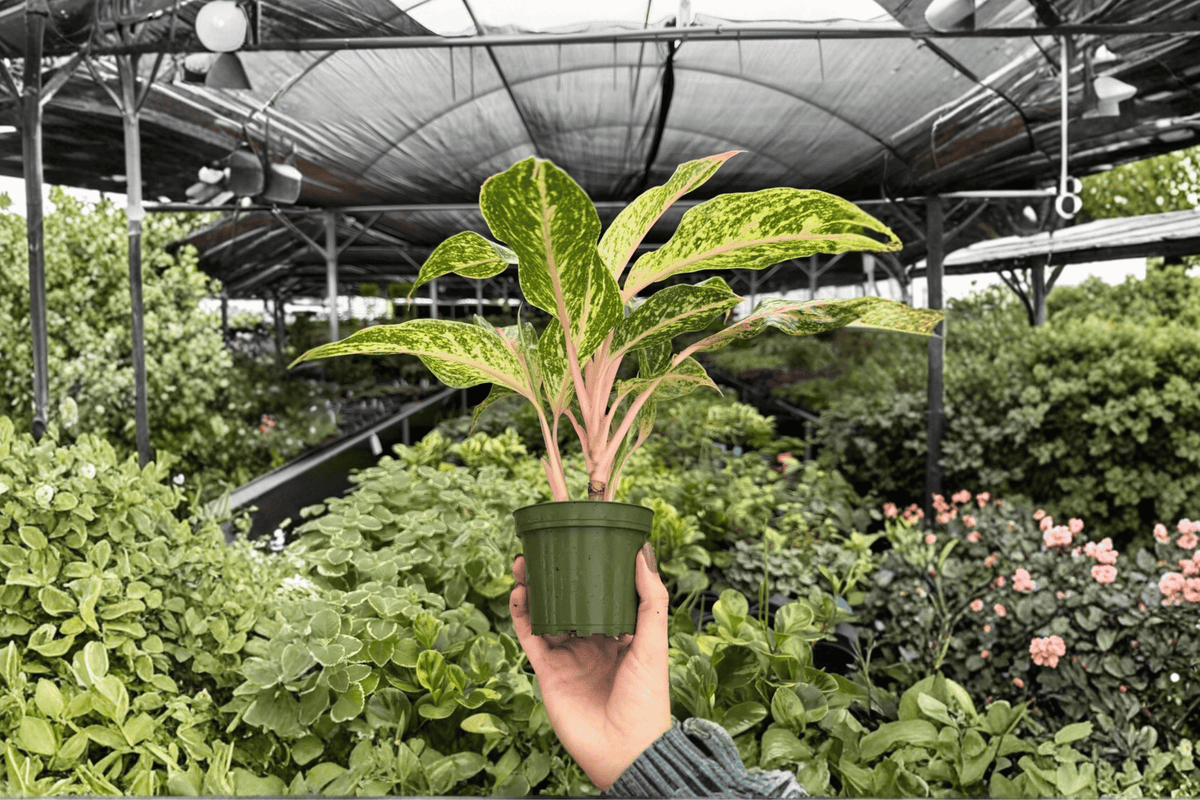 Aglaonema Sparkling Sarah 2 Exact Live Plants – Specific 4” Size