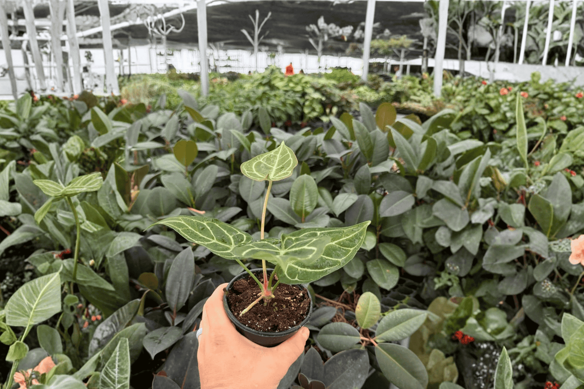 Anthurium Crystal Golden 2 Exact Live Plants – Anthurium ‘Crystal Golden’ 4” Size Bare Root