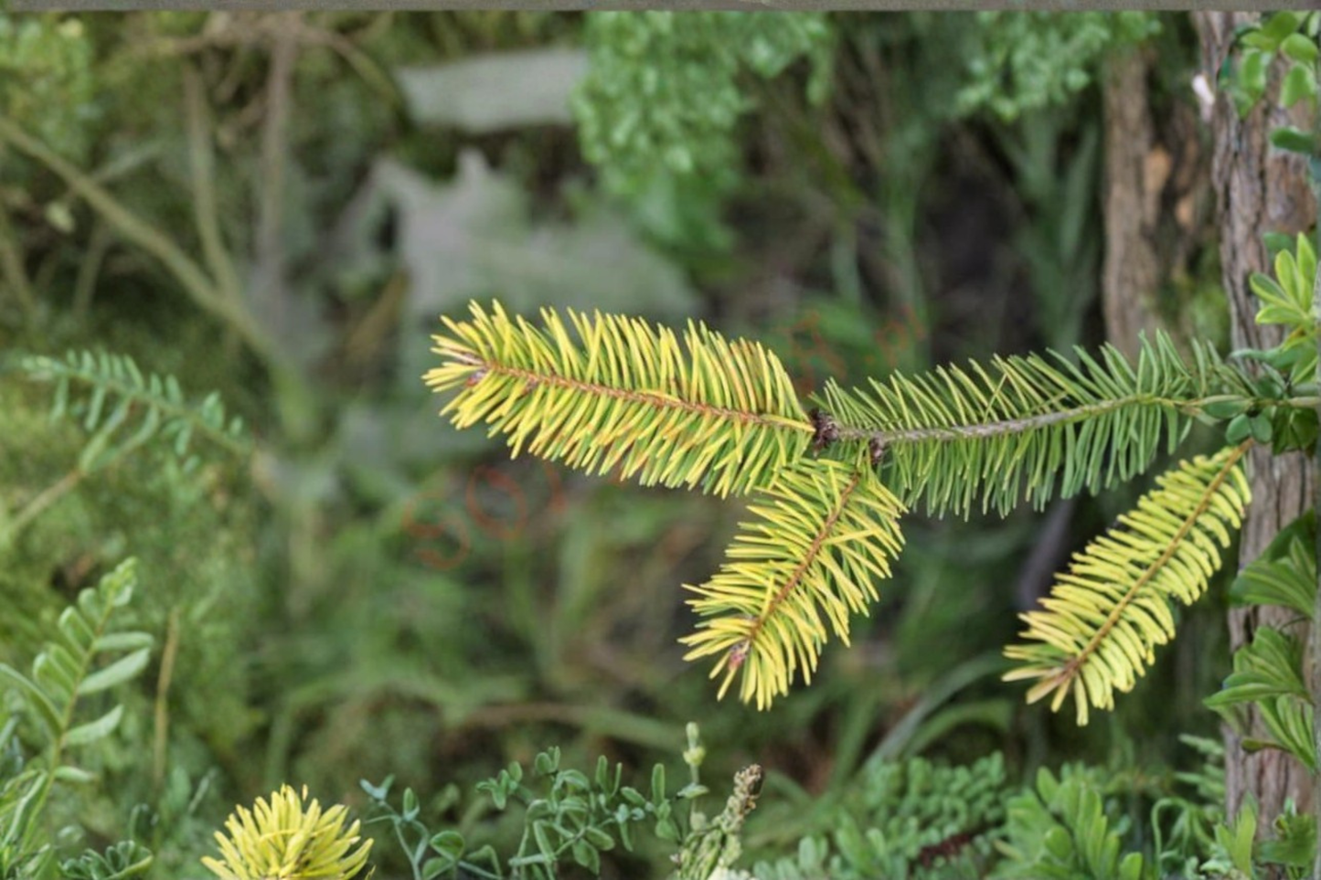 Golden Douglas Fir ‘Uwe’s Golden’ Live Plant 12” – Pseudotsuga menziesii Dwarf Conifer in 1 Gallon Pot