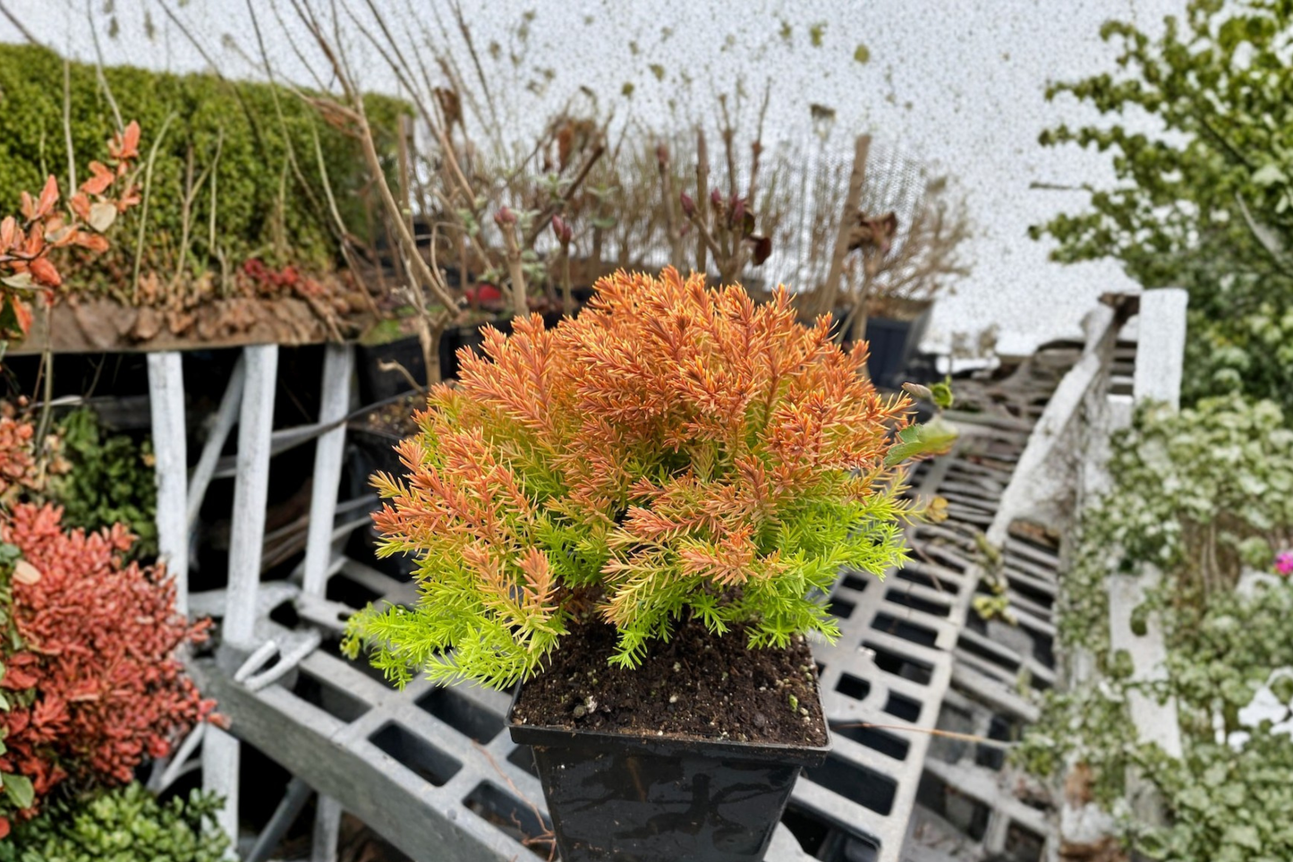 Rheingold Arborvitae Live Plant Quart Pot Golden Evergreen Thuja Shrub Compact Landscape Garden Plant