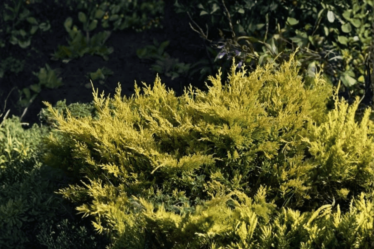 Gold Lace Juniper 1 Live Evergreen Shrub, 3 Gallon Pot, 12–15 Inches Tall – Juniperus chinensis ‘Gold Lace’