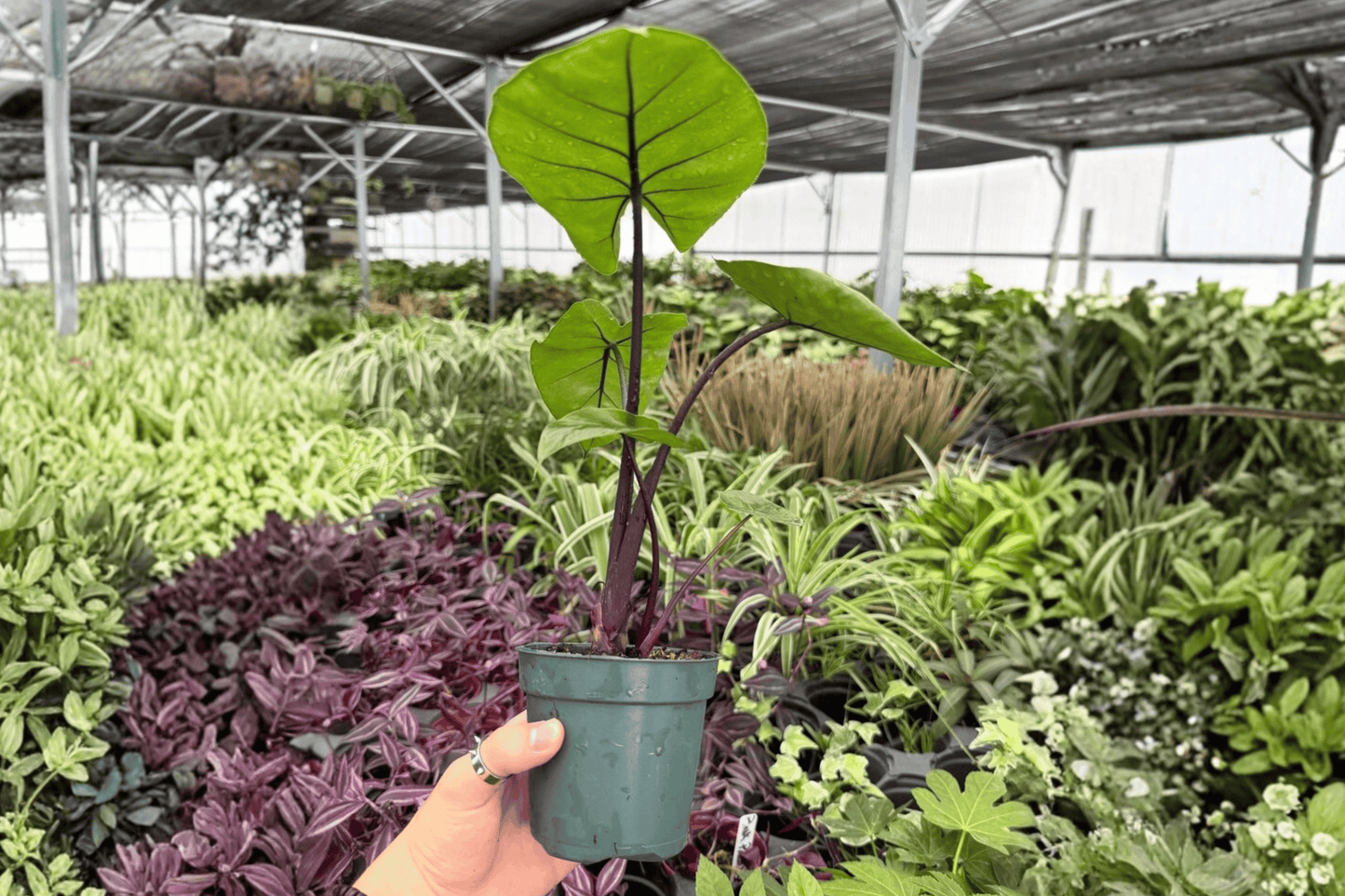 Alocasia Dark Star 2 Exact Live Plants – 4-Inch Pots – Alocasia 'Dark Star'