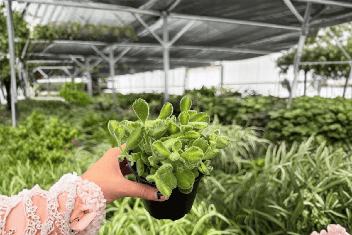 2 Variegated Bear Paw Exact Live Plants – Cotyledon tomentosa in 4” Pots