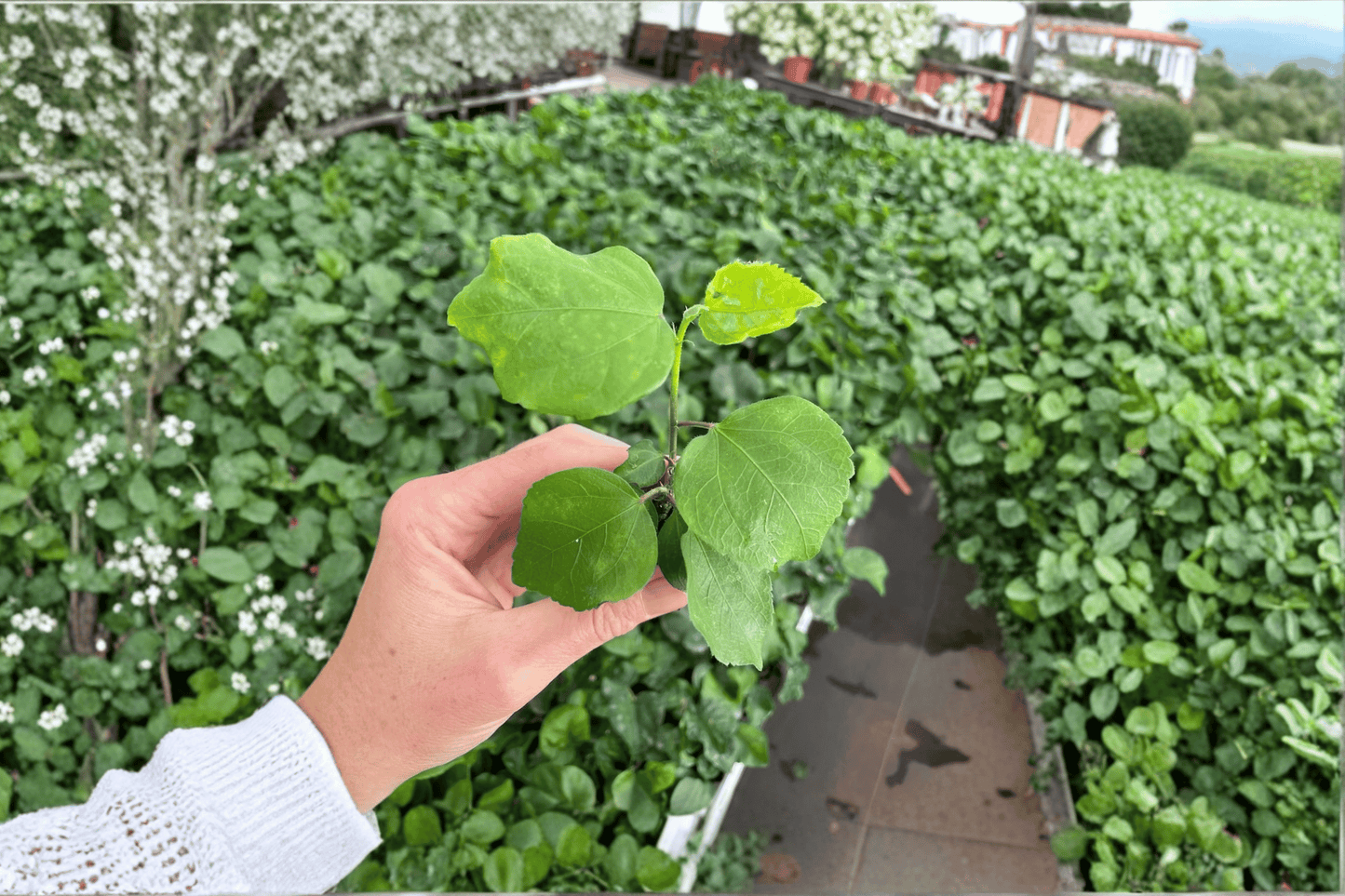 2 Acapulco Gold Hibiscus Starter Plants – Bare Root – Hibiscus rosa-sinensis 'Acapulco Gold'