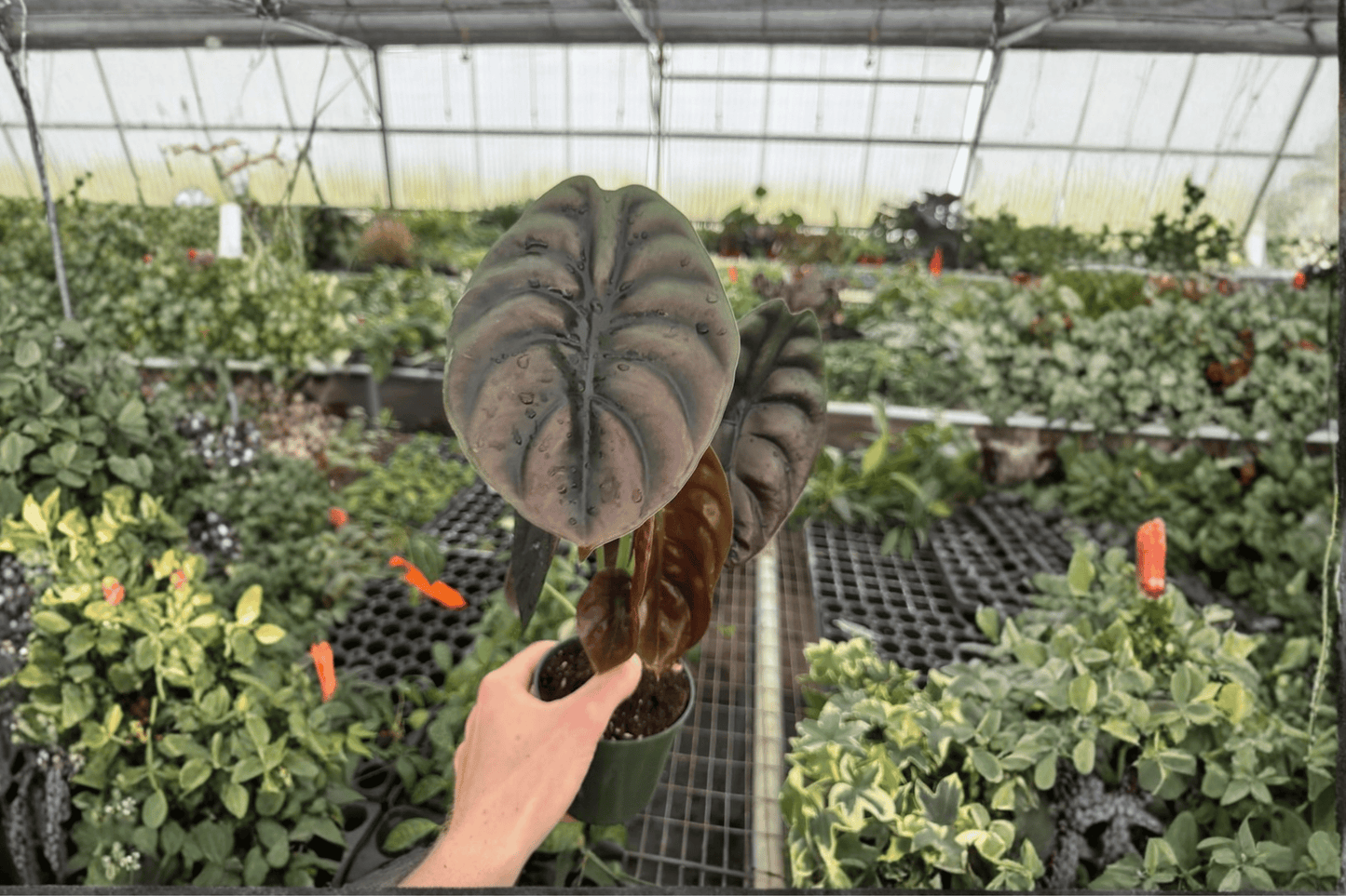 2 Alocasia cuprea Live Plants in 4-Inch Pots – Alocasia cuprea