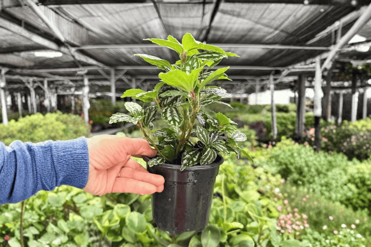 Watermelon Aluminum Pilea – 2 Exact Live Plants, 4-Inch Size – Pilea cadierei ‘Minima’
