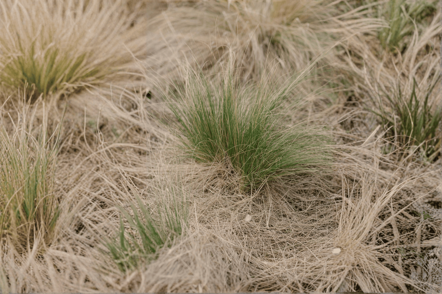 California Meadow Sedge 1 Live Plant – 4-Inch Pot – Carex pansa