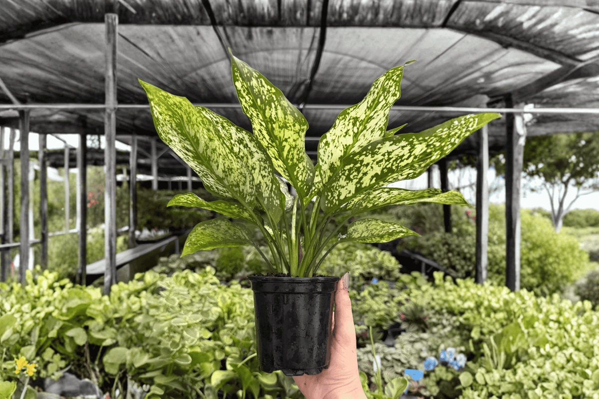 Aglaonema Wintery Winehouse 2 Exact Live Plants – 4-Inch Pots – Aglaonema ‘Wintery Winehouse’
