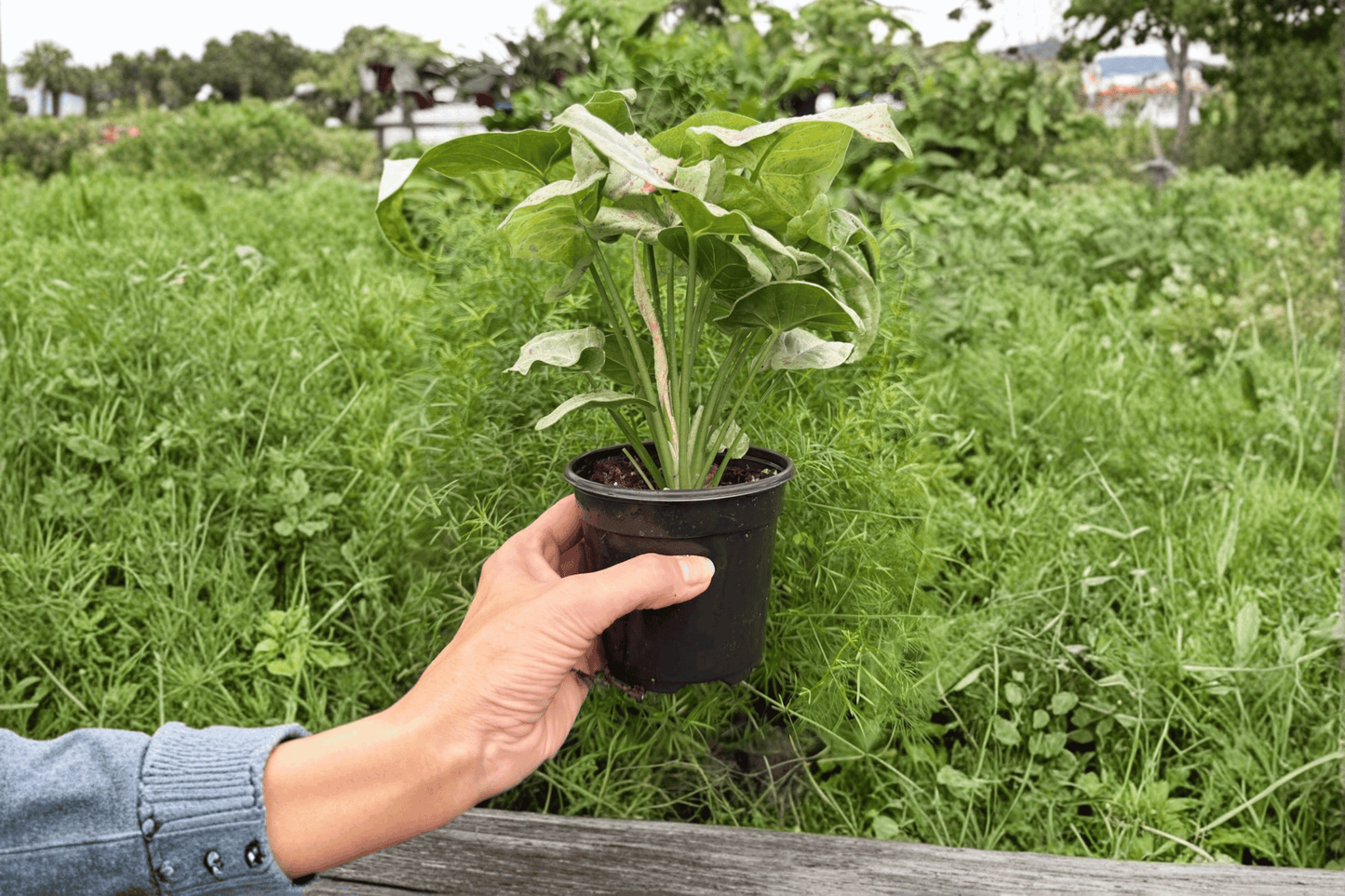 2 Syngonium 'Milk Confetti' Exact Live Plants – Specific Plants in 4-Inch Pots