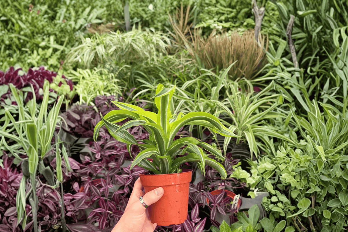 Dracaena Lemon Lime Surprise – 2 Exact Live Plants in 4” Pots