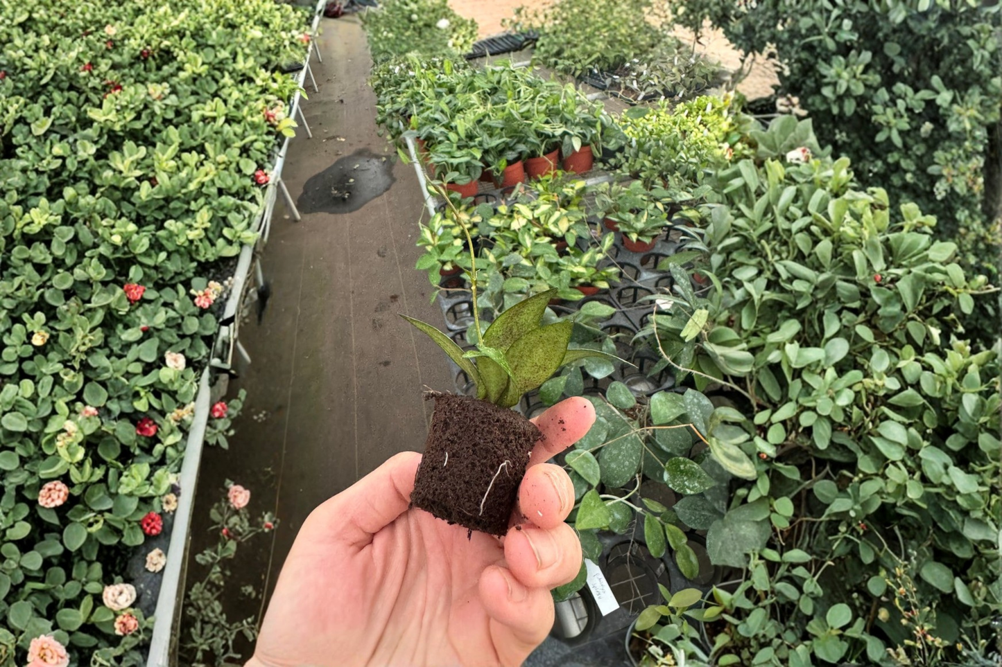 2 Hoya 'Pot of Gold' Live Starter Plants – Bare Root in Soil Pod (2" Pot Size)