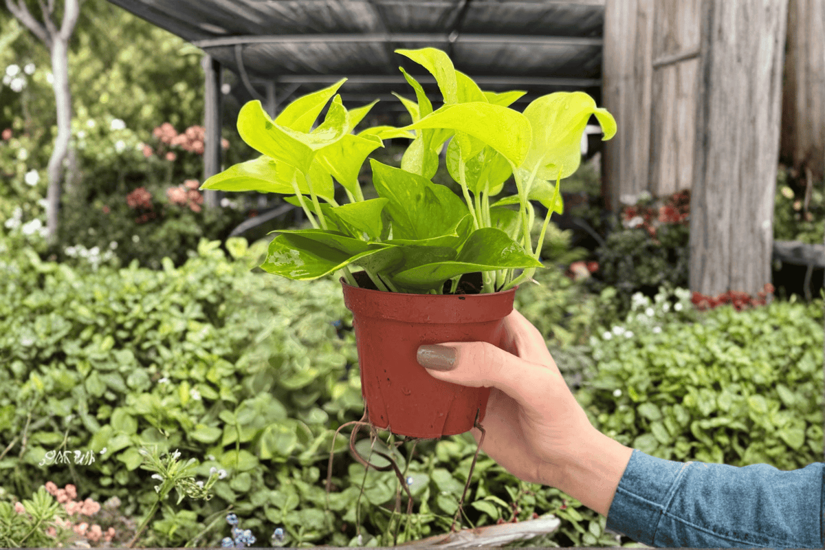 Pothos Champs Élysées 2 Exact Live Plants – Specific 4” Size