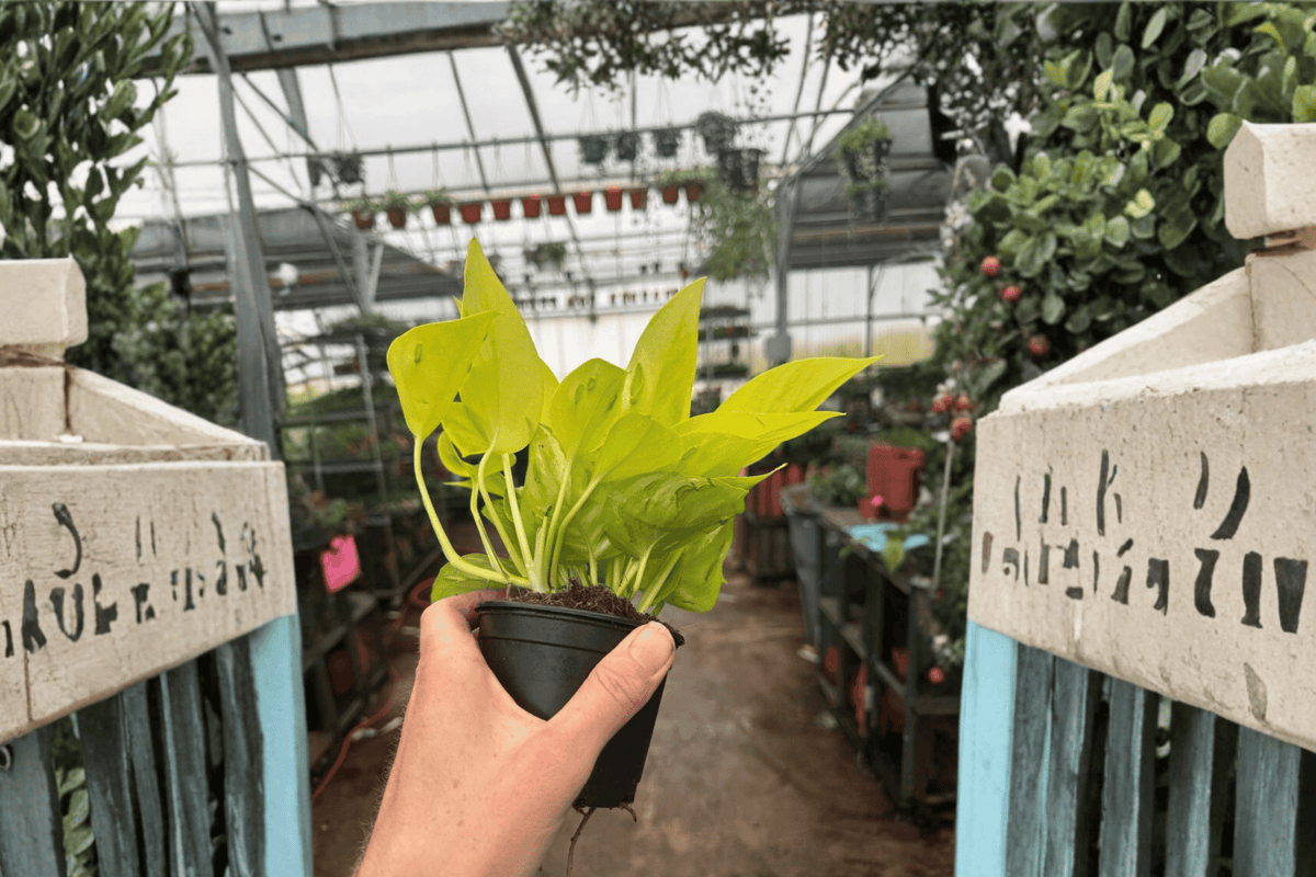 2 Champs Elysées Pothos Live Plants – 4” Pot – Epipremnum aureum ‘Champs Elysées’