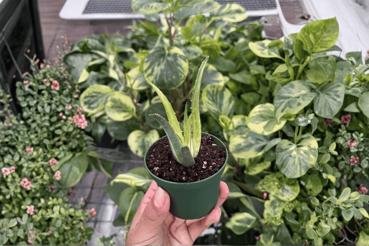 2 Aloe 'Solar Flare' Starter Plants – Bare Root Live Succulents