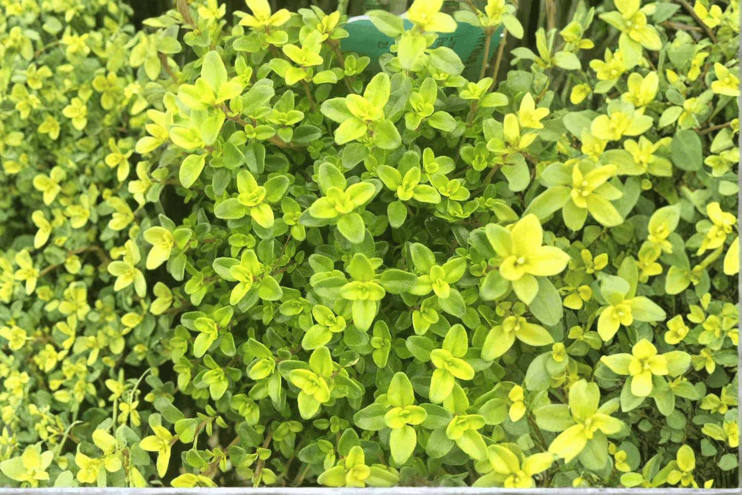 Lime Thyme Live Plant – 4-Inch Pot – Thymus × citriodorus 'Lime'
