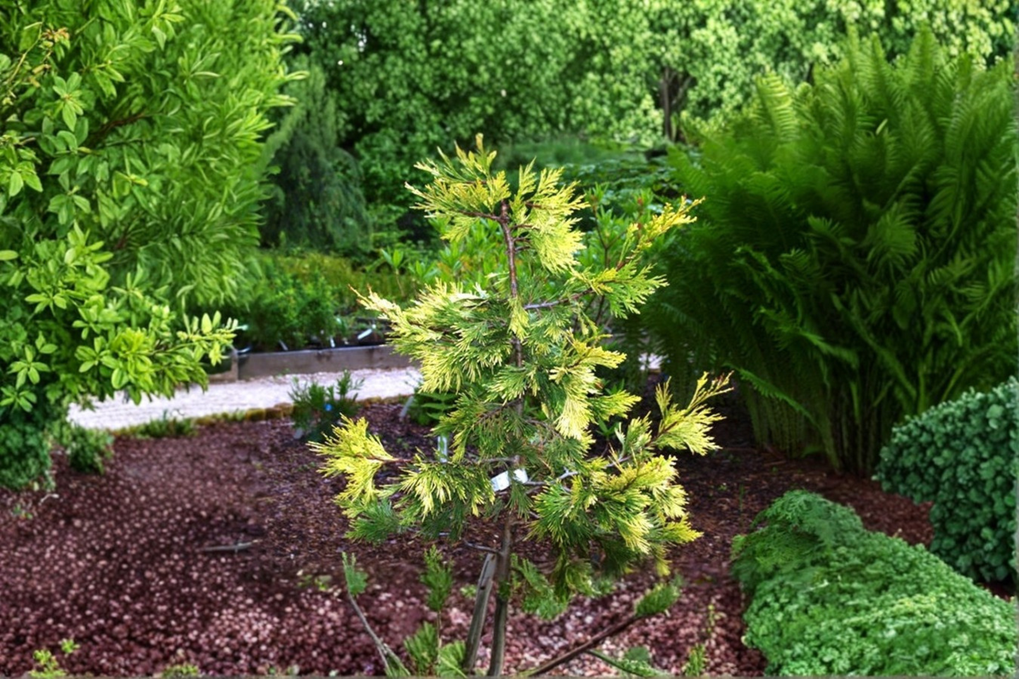 Maupin Glow Incense Cedar 12 Inch Live Plant 1 Gallon Pot – Calocedrus decurrens Golden Evergreen Conifer Garden Tree