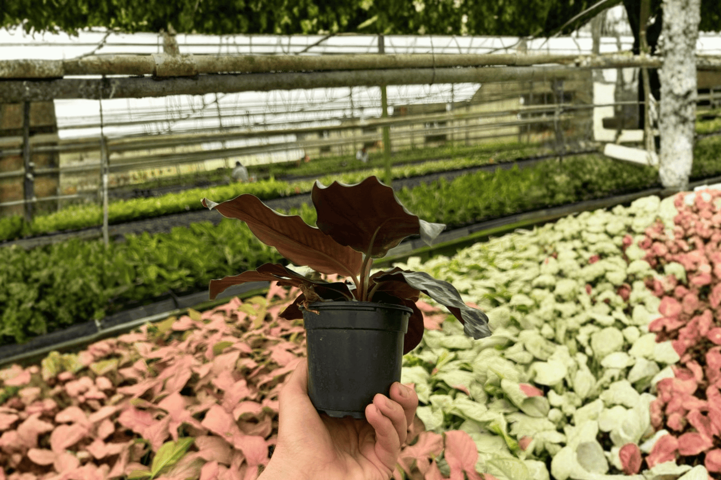 Calathea Helen Kennedy 2 Live Plants – 4-Inch Pot Format – Goeppertia ‘Helen Kennedy’