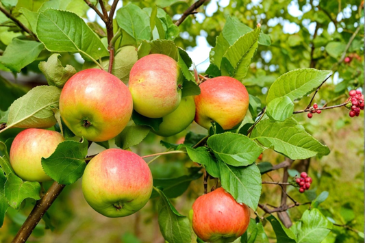 Gala Apple Tree Live Plant 4–5 Ft Fruit Tree 5 Gal Pot, Sweet Red Apples for Garden Orchard Outdoor Plant