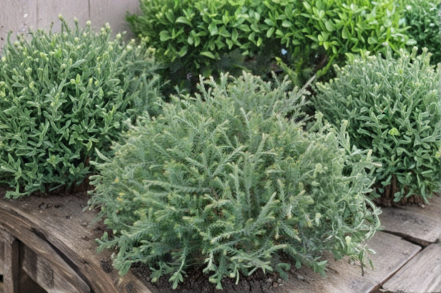 Linesville Dwarf Arborvitae Live Plant Quart Pot Compact Evergreen Thuja Shrub Small Garden Landscape Plant