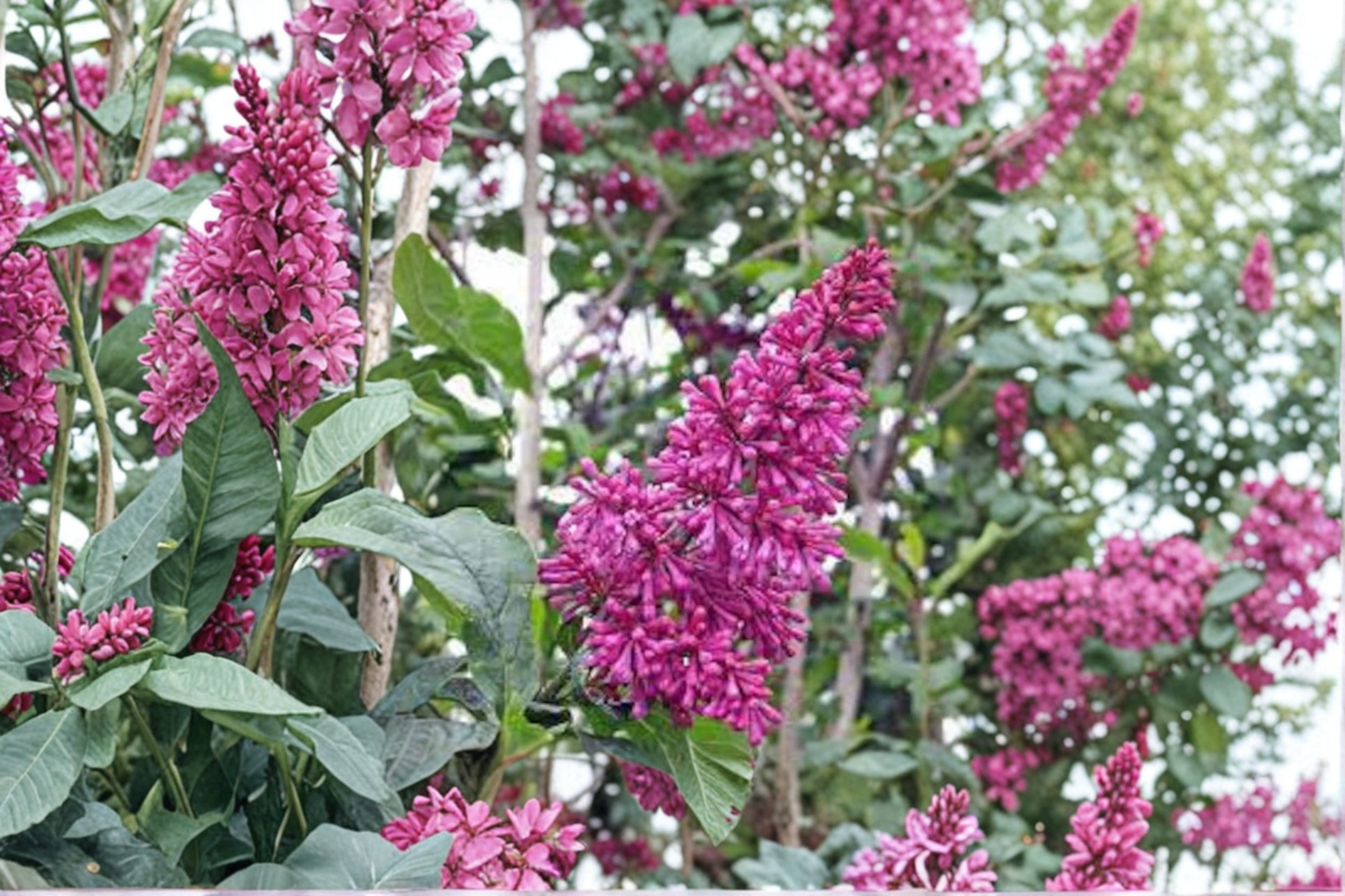 Lilac ‘Red Wine’ 2 Gallon Live Plant – Syringa prestoniae Red Purple Flowering Shrub for Spring Garden Landscape