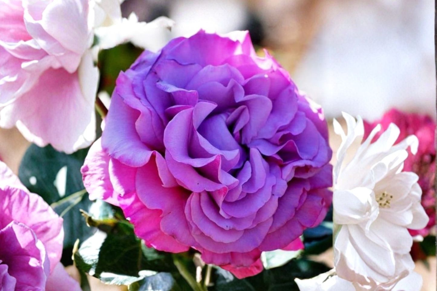 Hybrid Purple Rose Seeds Fragrant Flower Bush Indoor Outdoor Garden Planting 3 Seeds