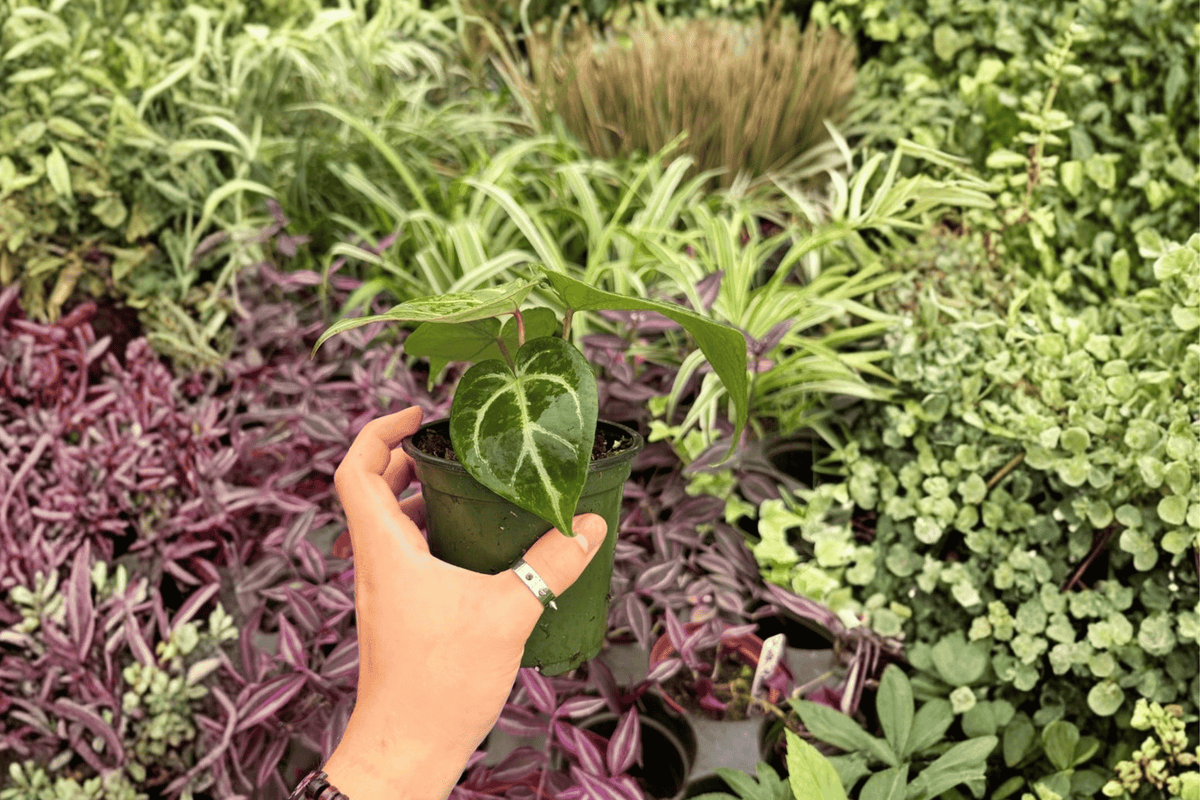 Anthurium Hoffmannii × Red HU 2 Exact Live Plants – Specific 4” Size Bare Root