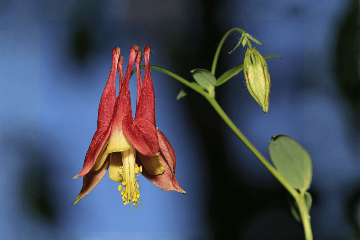 Little Lanterns Columbine 1 Live Flowering Perennial, 1 Gallon Pot – Aquilegia canadensis ‘Little Lanterns’