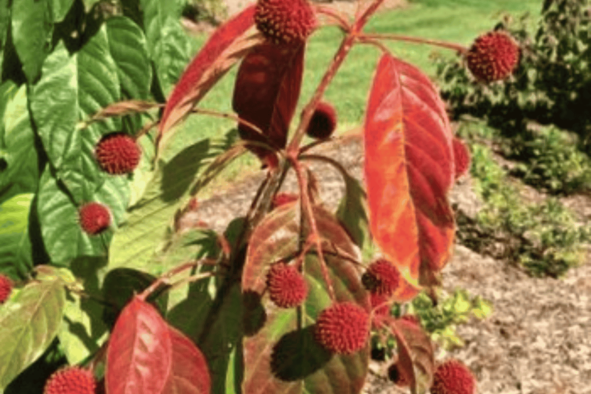 Crimson Comet Buttonbush 1 Live Plant – Cephalanthus occidentalis ‘Crimson Comet’ – 3 Gallon Pot