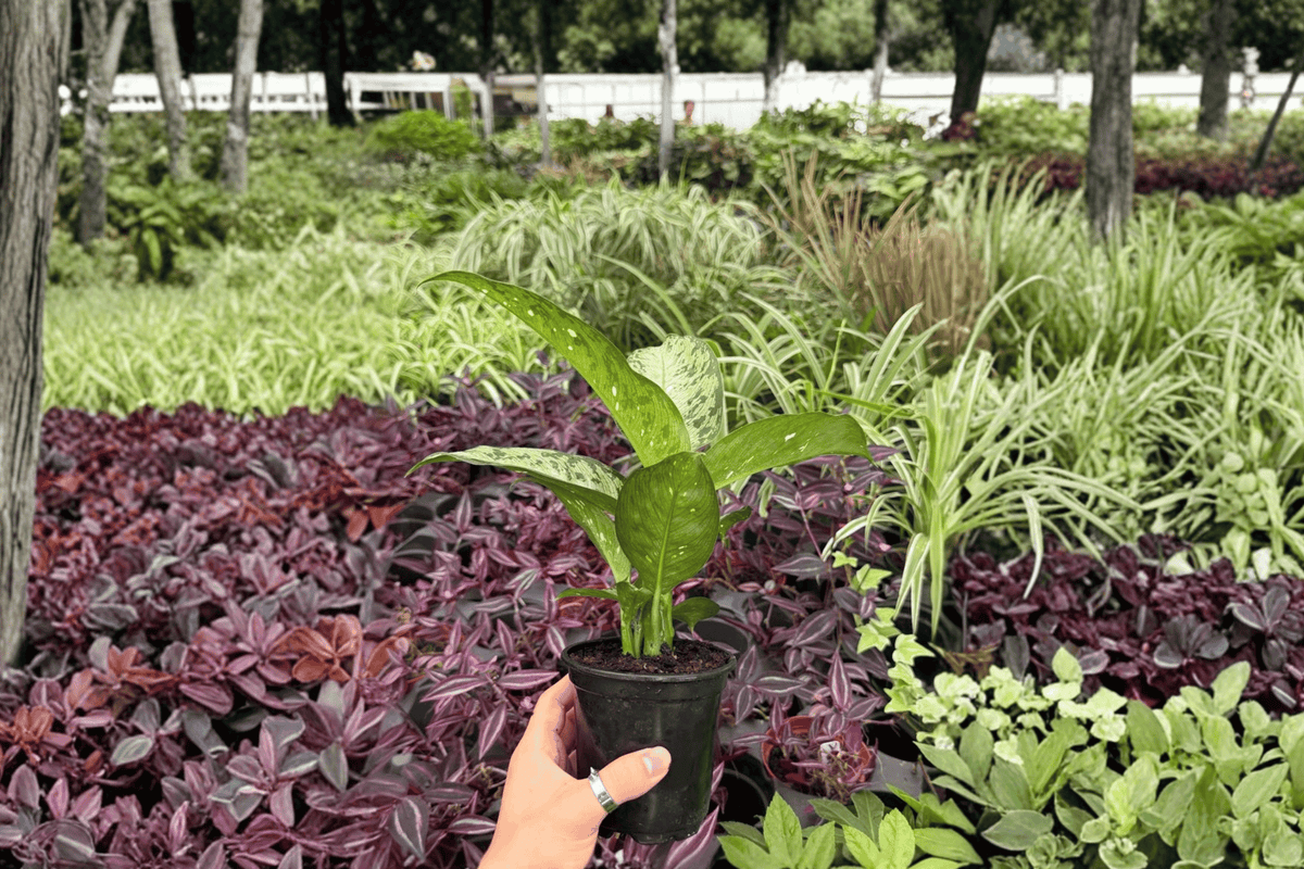 Dieffenbachia Tiki 2 Exact Live Plants – Dieffenbachia ‘Tiki’ 4” Size Bare Root