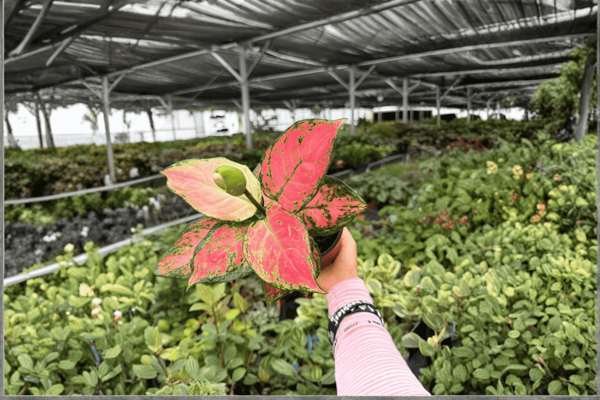 2 Aglaonema Geely Red Exact Live Plants – Specific Plants in 4” Pots