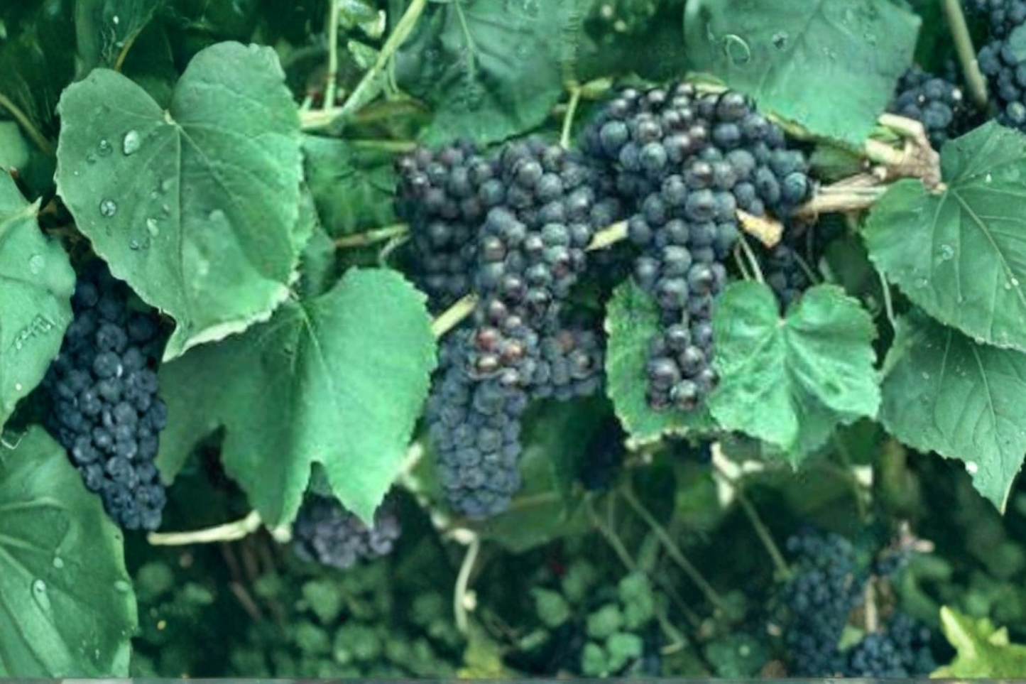 Black Monukka Grape Vine Live Plant Sweet Seedless Purple Black Grapes Fruit Vine Self Fertile Backyard Garden Grape Plant