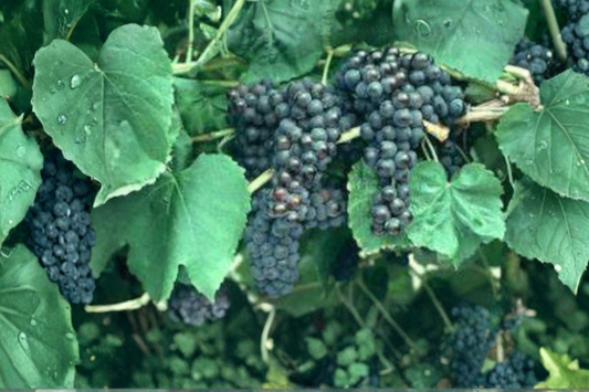 Black Monukka Grape Vine Live Plant Sweet Seedless Purple Black Grapes Fruit Vine Self Fertile Backyard Garden Grape Plant