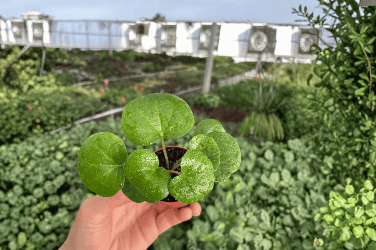 2 Farfugium Gigantea Variegated Starter Plants – Farfugium japonicum