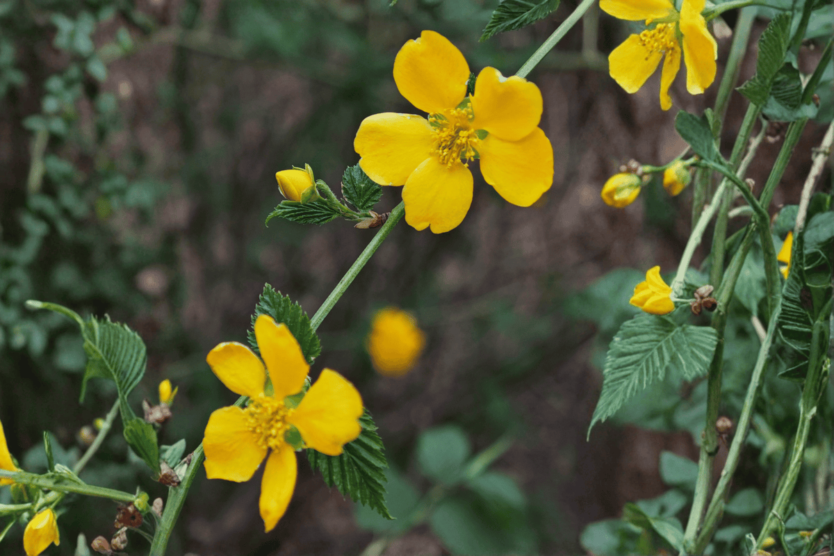 Goldfinger Cinquefoil 1 Live Shrub – Potentilla fruticosa ‘Goldfinger’ – 2 Gallon Pot