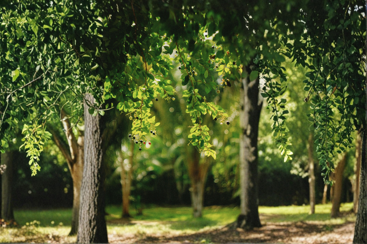 Jaboticaba 'Sabara' Live Tree – Brazilian Grape Tree (Plinia jaboticaba)