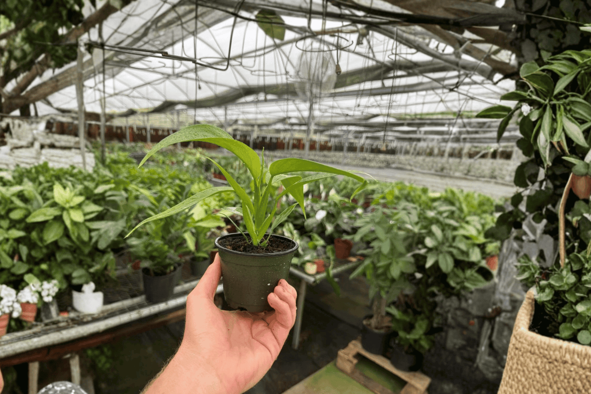 2 Philodendron panduriforme Live Plants in 4-Inch Pots